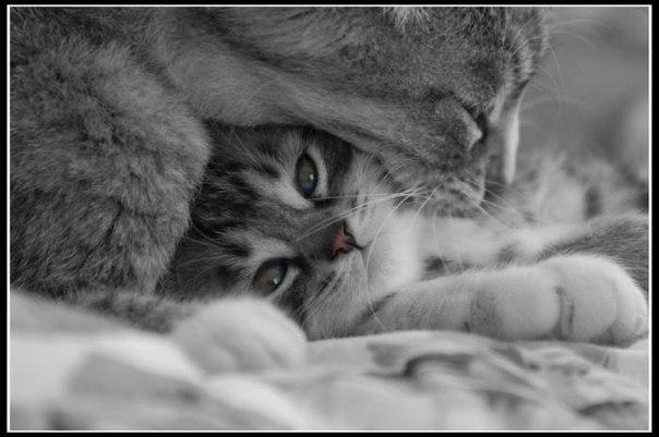 Прикольные животные