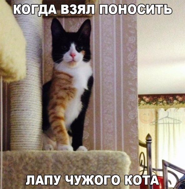 Весёлые картинки 30.11.2016