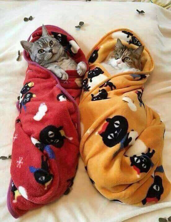 Коты из сети