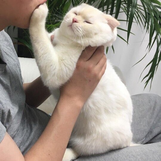Коты и Кошки