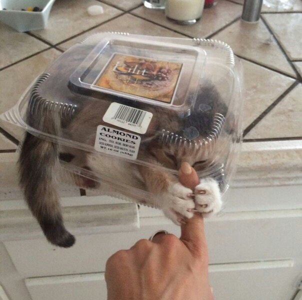 Коты и Кошки