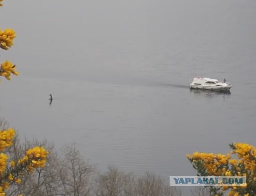 На озере Лох-Несс опять заметили монстра