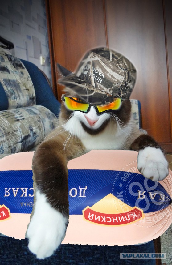 Я не умею рисовать котов? Да ладно...