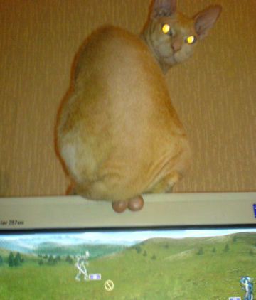 Котовторник на ЯПлакалъ