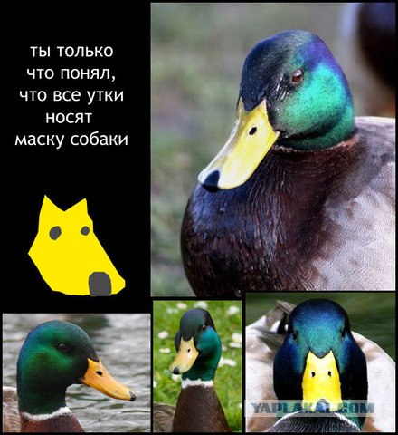 Стекловолоконный клюв