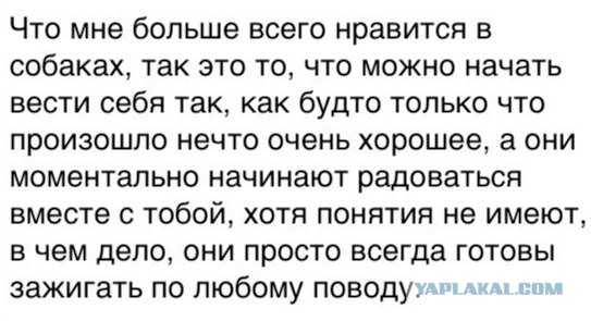 9 интересных фактов о разуме собак