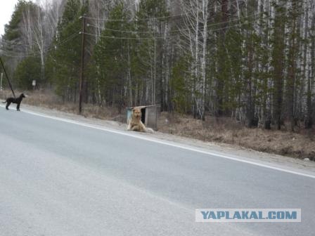 Подлость и преданность