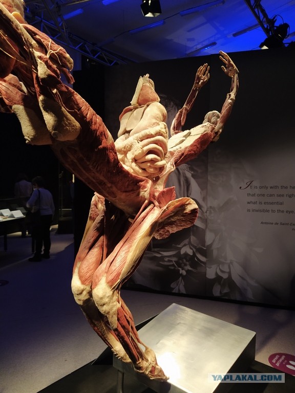 Посетил выставку Body Worlds на ВДНХ