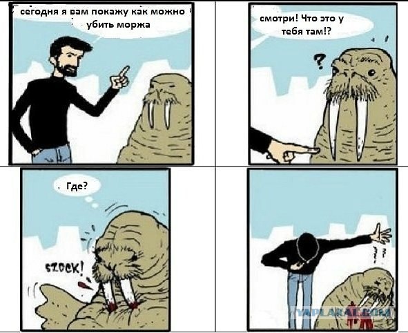 Эротический сон моржа