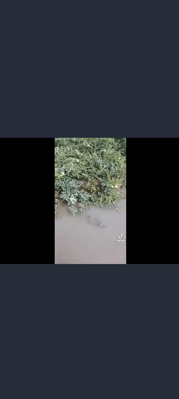 Мышата на арбузном поле. Мышиный король