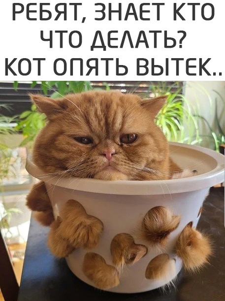 Кретинизмы из сети 09.09.2021