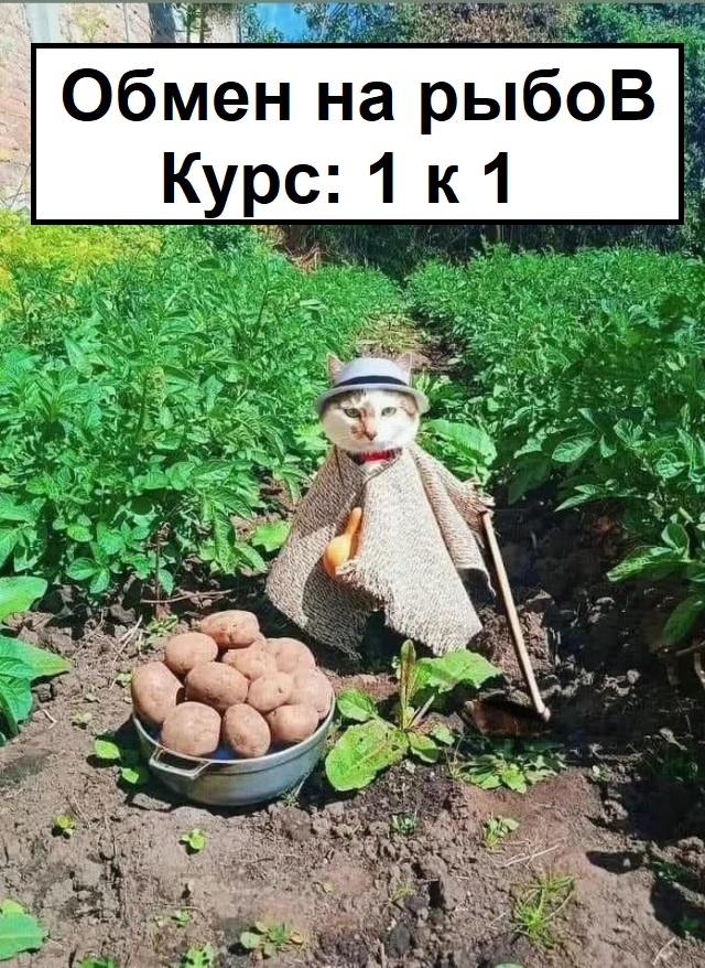 У каджита  есть товар