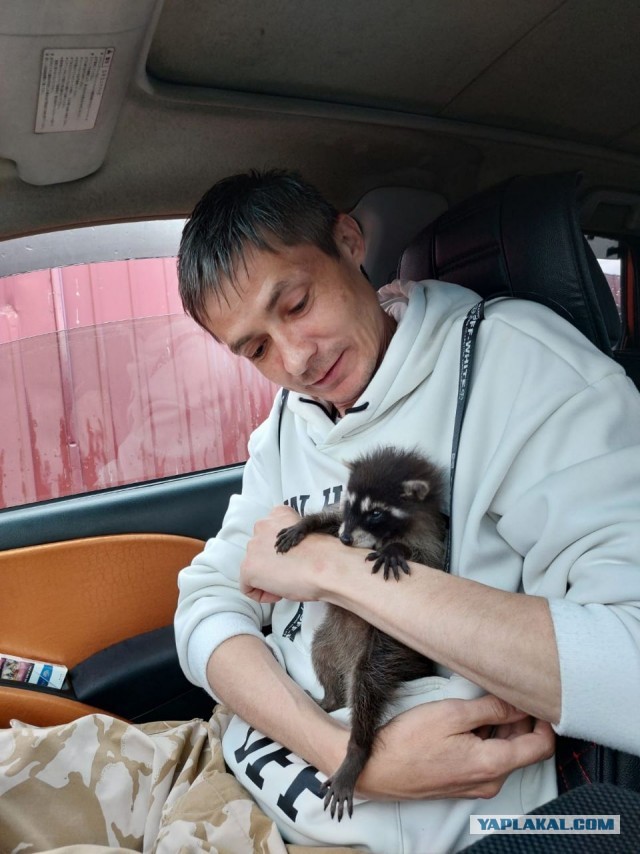 Просто это медоед