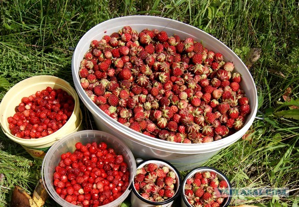 Лето в банках от FrauMartа)), Консервируем...