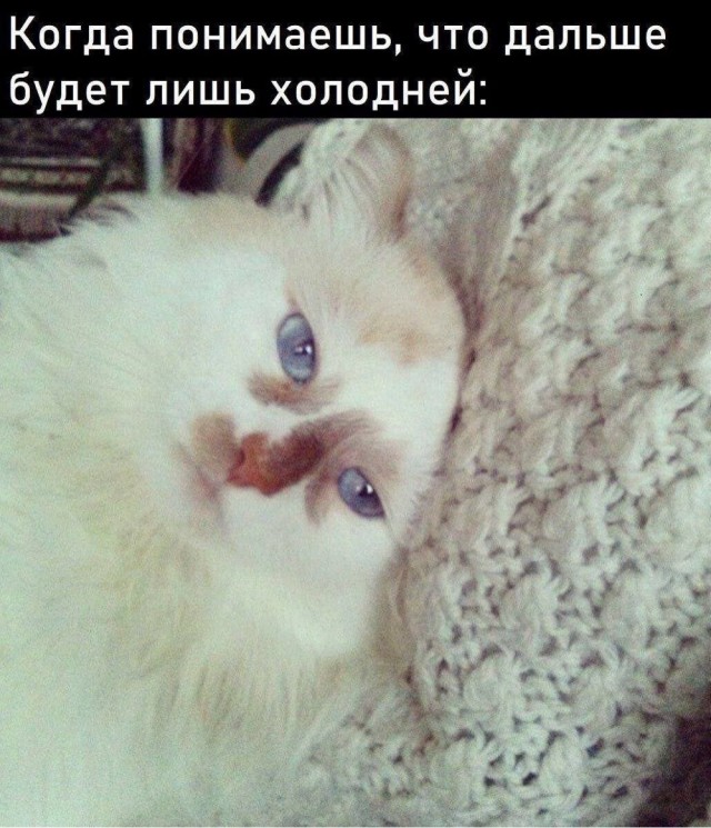 К котовторнику: подборка картинок-баянов с котиками и про котиков. Выпуск 27.