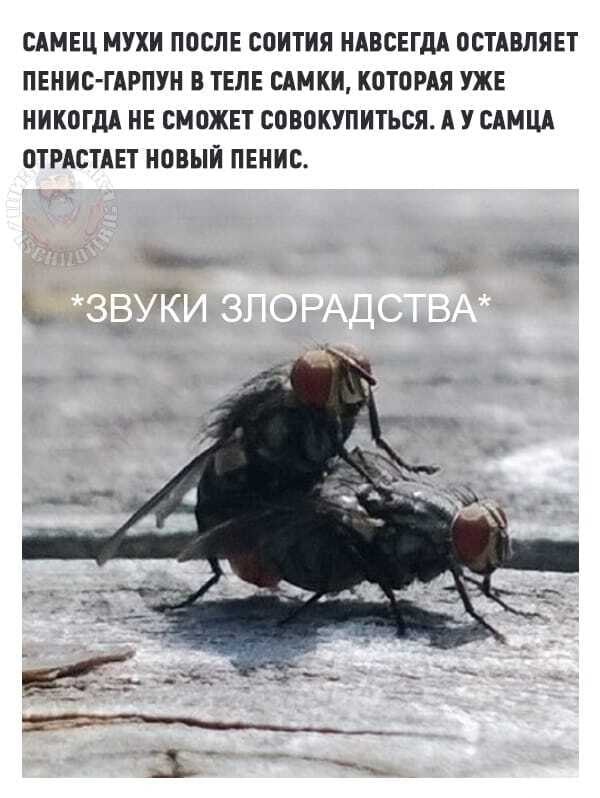Птица  с низкой социальной ответственностью