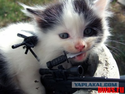 Все любят котиков!