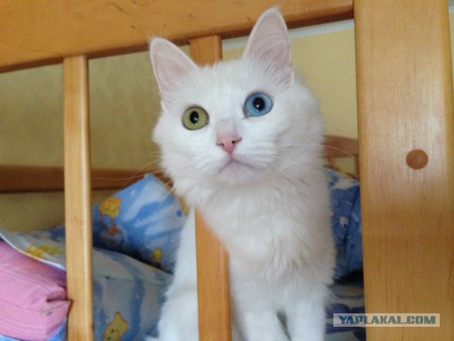 Мэнсон