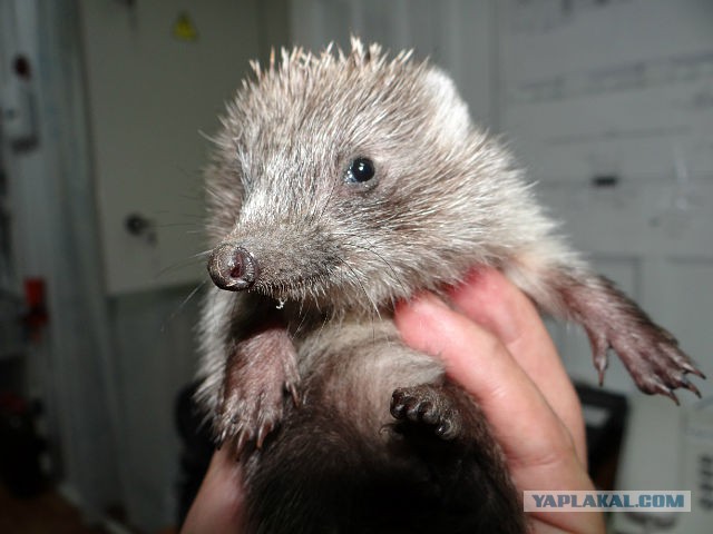 Первый Йожик 2014