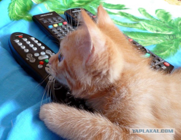 Котовторник  08.07.2014