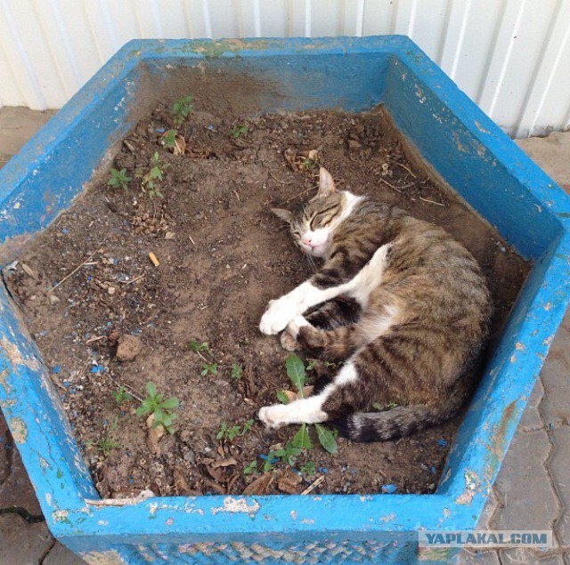 Котовторник 22.07.14