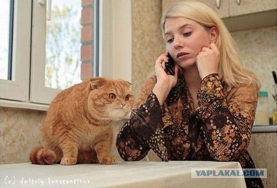 Жизнь домашнего приюта для котеек 22