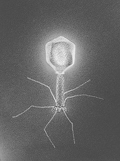 Ооно внутри нас. Бактериофаги.