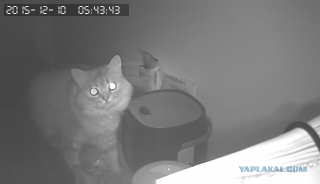 За что я люблю китайцев