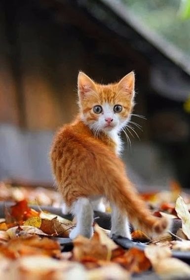 Прикольные животные