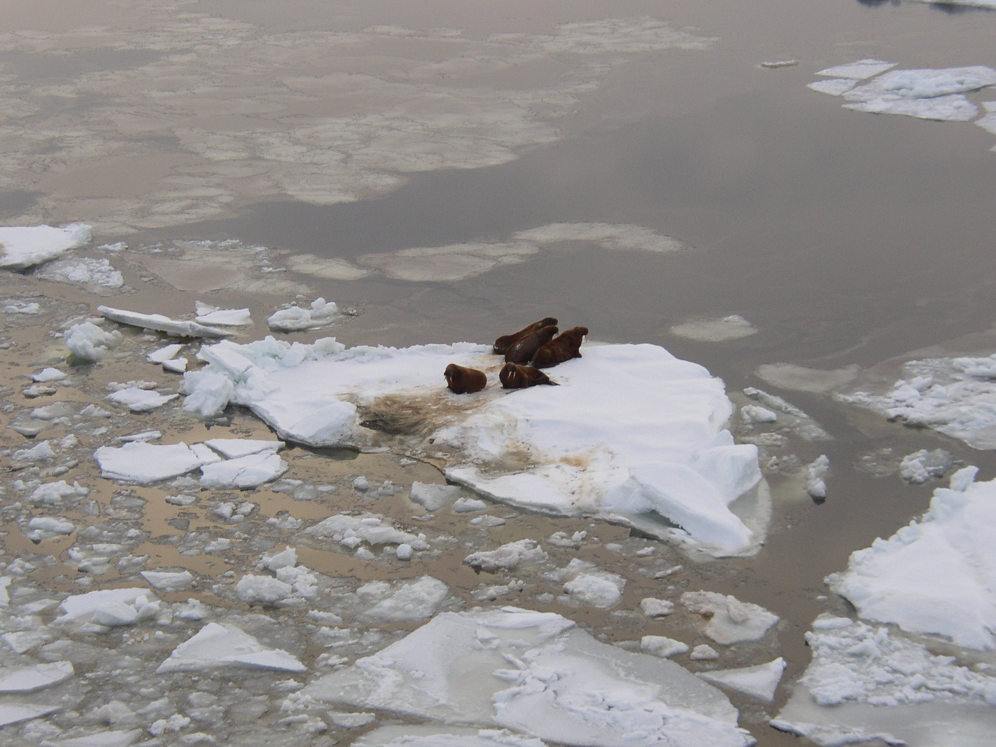 Экологические проблемы северного ледовитого океана. Загрязнение вод Арктики. Загрязнение Северного Ледовитого океана. Загрязнение арктических морей. Загрязнение нефтью Арктики.