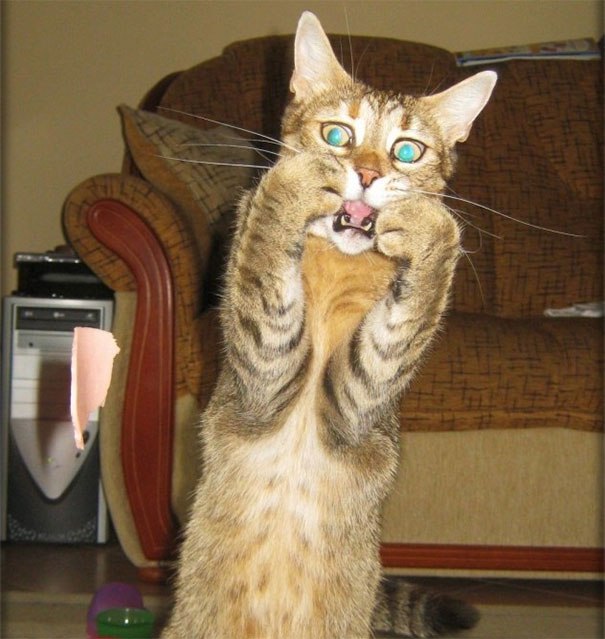 Коты и Кошки