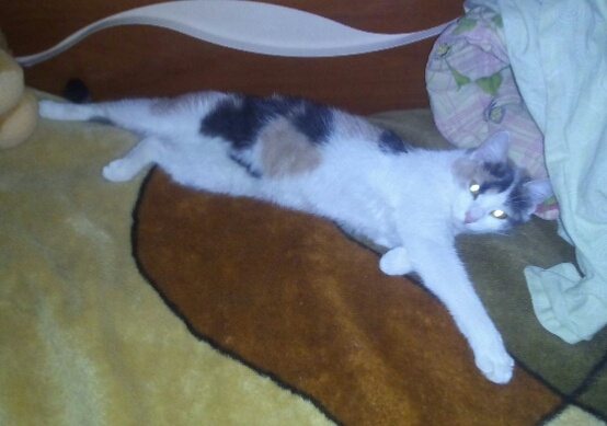 Котовторник  19.12.2017