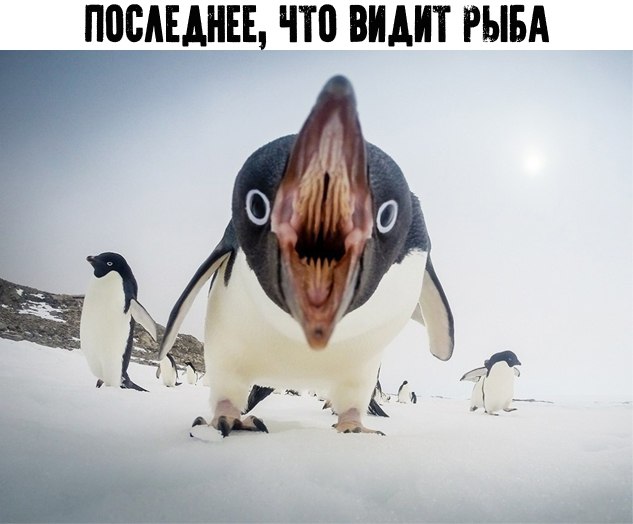 Прикольные картинки
