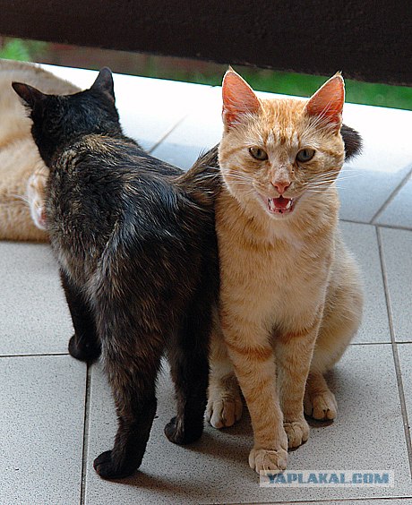 УРРААА ! Котовторник на ЯПлакалъ !