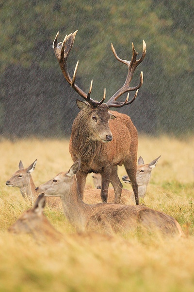 Живность из сети