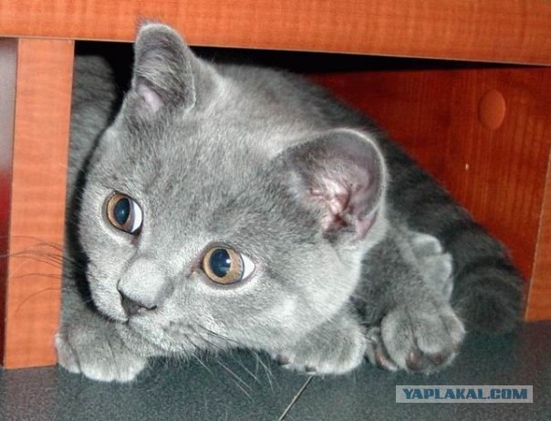 Котовторник (20.01)