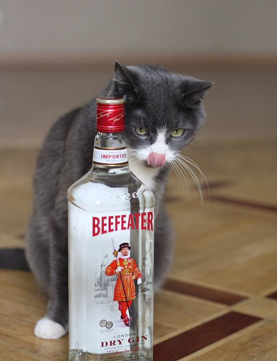 Котопятница: А кто не пьёт? Назови! ))