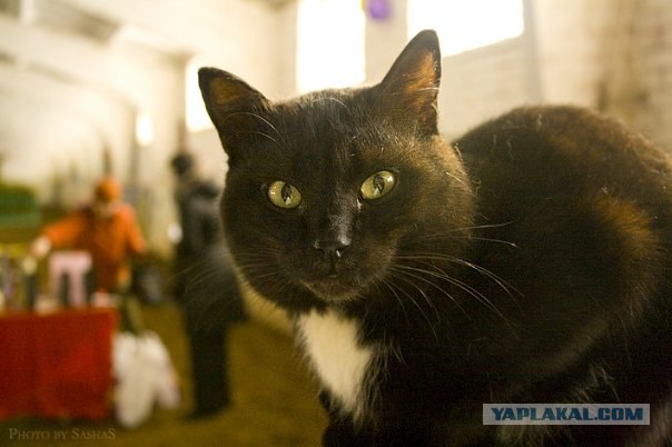 Котятовторник, 25.05.2010