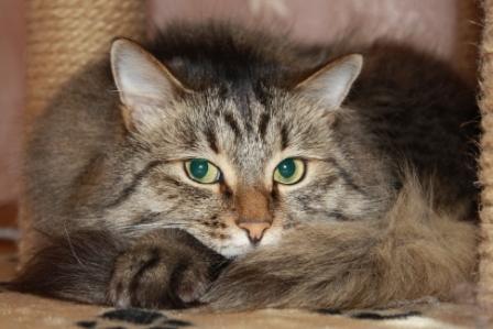 Котовторник стартует