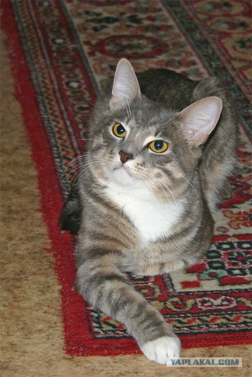 Котовторник объявляется открытым!