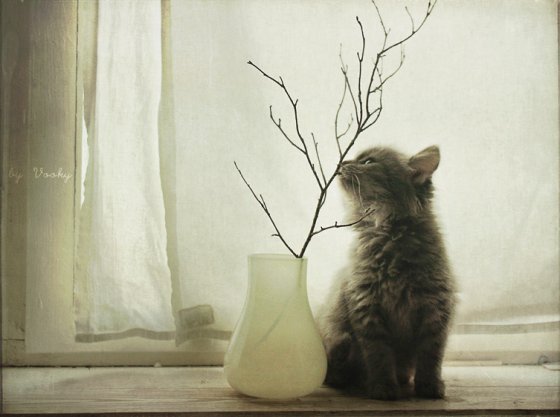 Первый котовторник июля