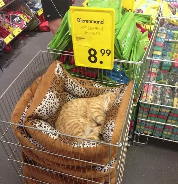 Немного милоты
