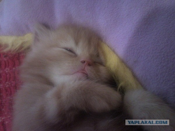 Котовторник в "КотоГетто"
