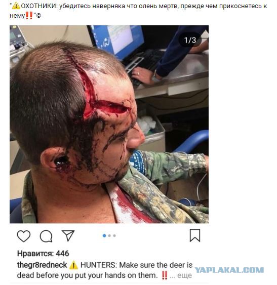 Подстреленный волк набросился на охотника