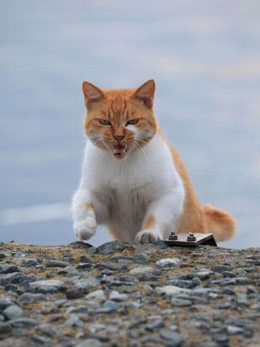 Котовторник!
