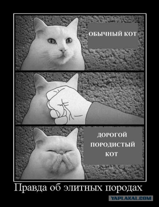 Выставка котов в Киеве