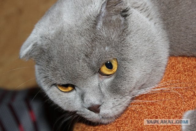 Котовторник (15.05.2012)
