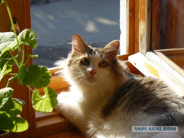 Котовторник 31.07.2012 г.