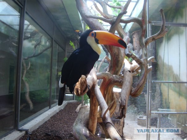 Московский зоопарк