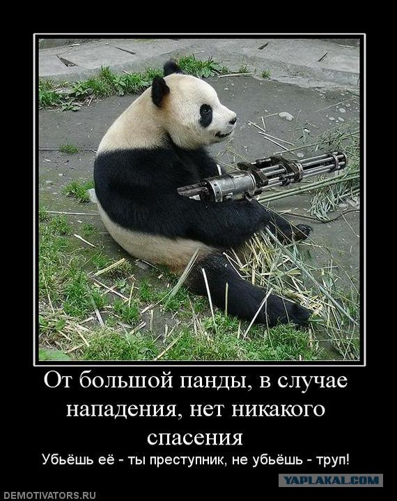 Панда картинки смешные с надписями